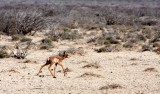 BOVID - PENINSULAR PRONGHORN ANTELOPE - VIZCAINO PRESERVE