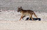 CANID - COYOTE - PENINSULAR COYOTE - SAN IGNACIO LAGOON BAJA MEXICO (10).JPG