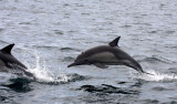 CETACEAN - LONG-BEAKED COMMON DOLPHIN - BAHIA DE LORETO