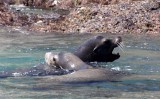 PINNIPED - SEA LION - CALIFORNIA SEA LION - ISLA CATALINA BAJA MEXICO (43).JPG