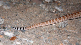 REPTILE - SANTA CATALINA ISLAND RATTLELESS RATTLESNAKE