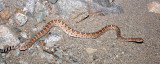REPTILE - SANTA CATALINA ISLAND RATTLELESS RATTLESNAKE