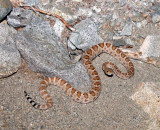 REPTILE - SANTA CATALINA ISLAND RATTLELESS RATTLESNAKE