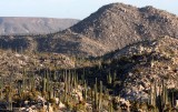 CATAVINA DESERT BAJA MEXICO - BOOJUM AND CARDON FOREST COMMUNITY.JPG