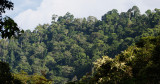 DANUM VALLEY BORNEO - FOREST VIEWS (2).JPG