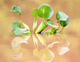 KINABATANGAN RIVER BORNEO - AQUATIC PLANT - HYACINTH SPECIES - KINABATANGAN RIVER BORNEO (2).JPG
