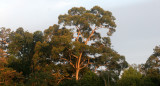 TABIN WILDLIFE RESERVE BORNEO - FOREST GIANT - KOMPASIA SPECIES (2).JPG