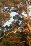 TABIN WILDLIFE RESERVE BORNEO - FOREST GIANT - KOMPASIA SPECIES (8).JPG