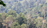 TABIN WILDLIFE RESERVE BORNEO - FOREST VIEW IN CORE AREA (5).JPG