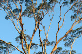 TABIN WILDLIFE RESERVE BORNEO - KOOMPASIA EXCELSA - VIEWS OF (9).JPG
