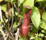 TABIN WILDLIFE RESERVE BORNEO - NEPENTHES SPECIES - PITCHER PLANT (4).JPG