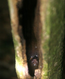 AMPHIBIAN - FROG - SPECIES UNIDENTIFIED LIVING IN TREE TRUNK - DANUM VALLEY BORNEO.jpg