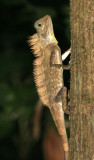 REPTILE - LIZARD - COMBED ARBOREAL LIZARD - GONOCEPHALUS BORNENSIS - DANUM VALLEY BORNEO (6).JPG