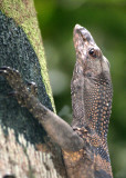 Reptiles & Amphibians of Borneo