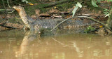 REPTILE - LIZARD - WATER MONITOR LIZARD - KINABATANGAN RIVER BORNEO (2).JPG