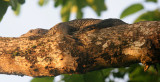 REPTILE - LIZARD - WATER MONITOR LIZARD - VERANUS SALVATOR - KINABATANGAN RIVER BORNEO (10).JPG