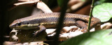 REPTILE - SKINK - FOREST SKINK SPECIES - MABUYA RUDI - KINABATANGAN RIVER BORNEO .JPG