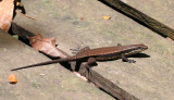 REPTILE - SKINK - ROUGH-SCALED BROWN SKINK - MABUYA RUDIS - KINABATANGAN RIVER BORNEO.JPG