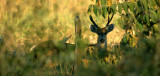 CERVID - DEER - PANTANAL WHITETAIL - PANTANAL A.jpg