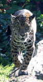 FELID - JAGUAR - PANTANAL