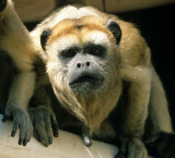 PRIMATE - BLACK HOWLER MONKEY - PANTANAL H1.jpg