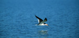 BIRD - BLACK SKIMMER - PANTANAL.jpg