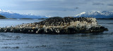 BIRD - CORMORANT - BLUE EYED - BEAGLE CHANNEL D.jpg