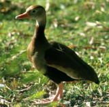 BIRD - DUCK - BLACK BELLIED TREE - BOLIVIA A.jpg