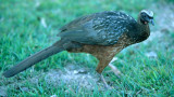 BIRD - GUAN - DUSKY LEGGED - PANTANAL B.jpg