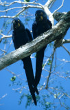 BIRD - MACAW - HYACINTH - PANTANAL D.jpg