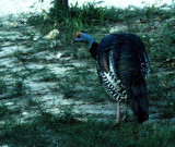 BIRD - OCELLATED TURKEY - GUATEMALA TIKAL.jpg