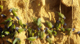 BIRD - PARROT - BLUE HEADED - MANU MINERAL LICK A.jpg