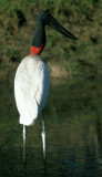 BIRD - STORK - JABIRU - PANTANAL U.jpg