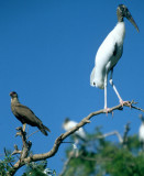 BIRD - STORK - WOOD - PANTANAL D1.jpg