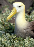 BIRD - ALBATROSS - WAVED D.jpg
