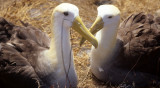 BIRD - ALBATROSS - WAVED F.jpg