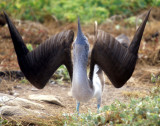 BIRD - BOOBY - BLUE FOOTED - GALAPAGOS AAAA.jpg