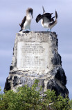 BIRD - BOOBY - BLUE FOOTED - GALAPAGOS AN.jpg