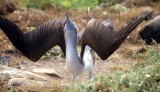 BIRD - BOOBY - BLUE FOOTED - GALAPAGOS I.jpg