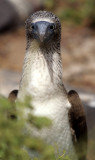 BIRD - BOOBY - BLUE FOOTED - GALAPAGOS ZZ.jpg