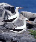 BIRD - BOOBY - MASKED - GALAPAGOS A.jpg