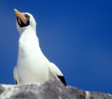 BIRD - BOOBY - MASKED - GALAPAGOS B.jpg