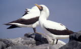 BIRD - BOOBY - MASKED - GALAPAGOS I.jpg