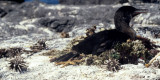 BIRD - CORMORANT - FLIGHTLESS - GALAPAGOS.jpg