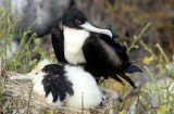 BIRD - FRIGATE BIRD B.jpg