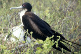 BIRD - FRIGATE BIRD L.jpg