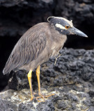 BIRD - HERON - LAVA - GALAPAGOS.jpg