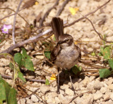 BIRD - MOCKINGBIRD SPECIES A - GALAPAGOS A.jpg