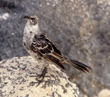 BIRD - MOCKINGBIRD SPECIES A - GALAPAGOS C.jpg