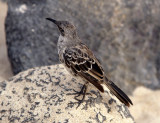 BIRD - MOCKINGBIRD SPECIES B - GALAPAGOS.jpg